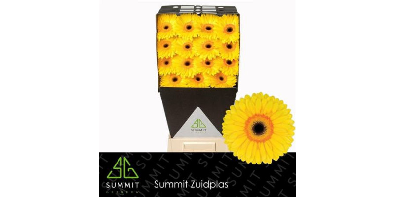 Gerbera Apollo Diamond 50cm A1 Col-Yellow