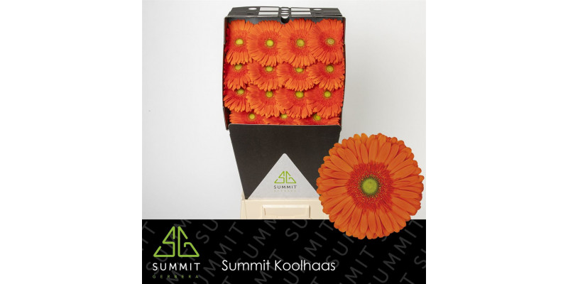 Gerbera Atlanta Diamond 50cm A1 Col-Orange