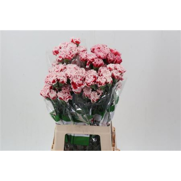 Dianthus St Safari 70cm A1