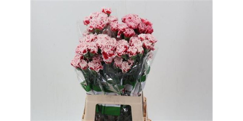 Dianthus St Safari 70cm A1