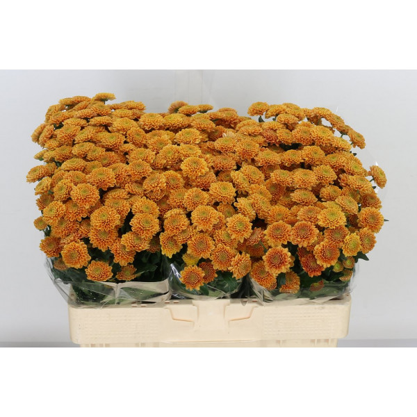 Chrysanthemums San Ellison Oran 55cm A1 Col-Orange