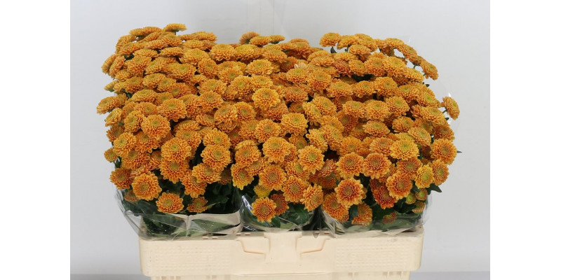 Chrysanthemums San Ellison Oran 55cm A1 Col-Orange