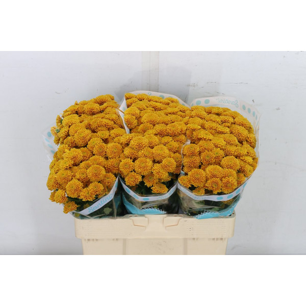 Chrysanthemums S Ellison Orange 55cm A1 Col-Orange