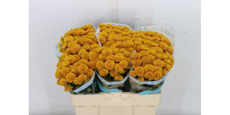 Chrysanthemums S Ellison Orange 55cm A1 Col-Orange