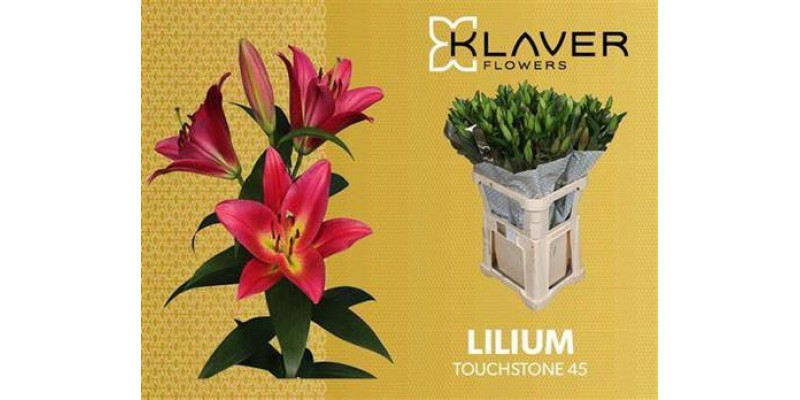 Lillys Or Touchstone 90cm A1