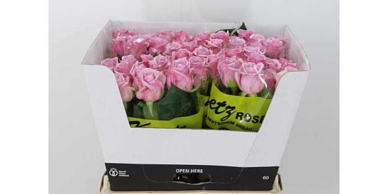 Rose Gr Blue Chip 60cm A1