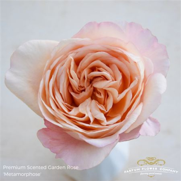 Rose Gr Garden Metamorphose 60cm A1