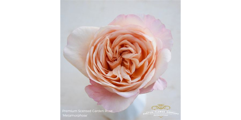 Rose Gr Garden Metamorphose 60cm A1