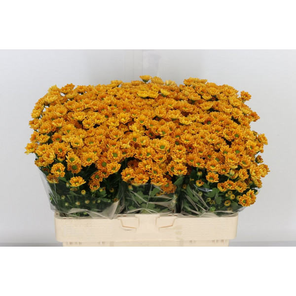 Chrysanthemums San Rossi Orange 55cm A1 Col-Orange