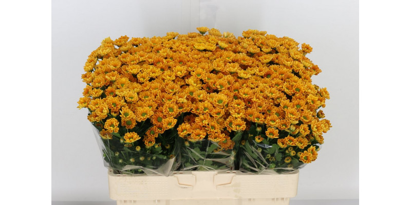 Chrysanthemums San Rossi Orange 55cm A1 Col-Orange