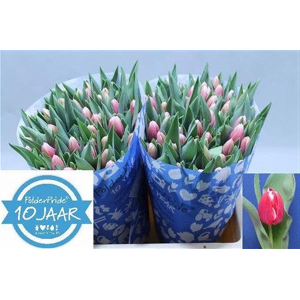 Tulips En Universum 42cm A1 Col-Bicolor