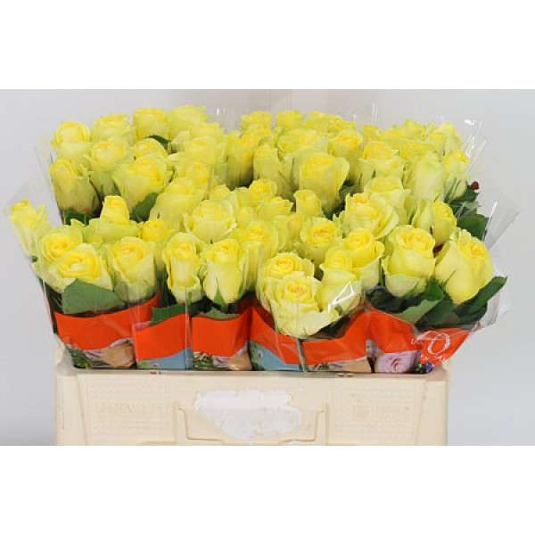 Rose Gr Minion Rose 50cm A1 Col-Yellow