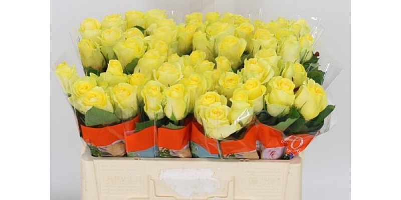 Rose Gr Minion Rose 50cm A1 Col-Yellow