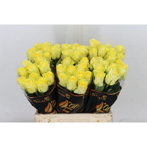 Rose Gr Minion Rose 60cm A1 Col-Yellow