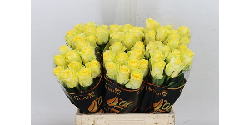 Rose Gr Minion Rose 60cm A1 Col-Yellow