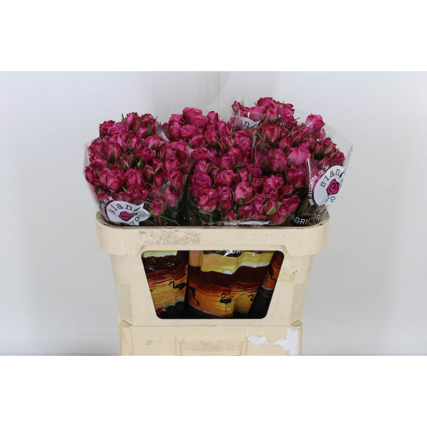 Rose Tr Fiction 70cm A1 Col-Cerise