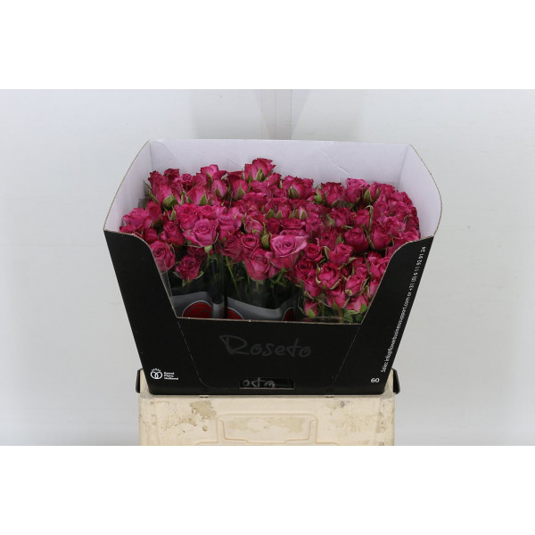 Rose Tr Fiction 60cm  Col-Cerise