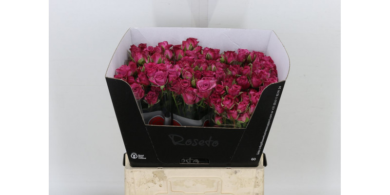 Rose Tr Fiction 60cm  Col-Cerise