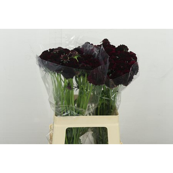 Scab At Re Vel Scoop 60 cm A1