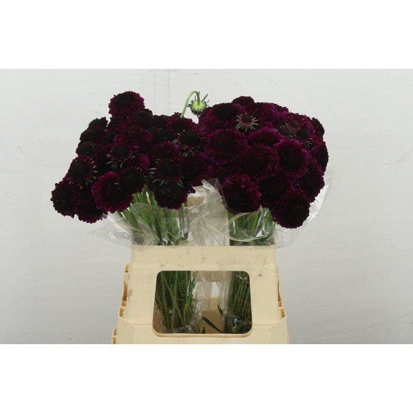 Scab At Red Velvet Scoop 60 cm 