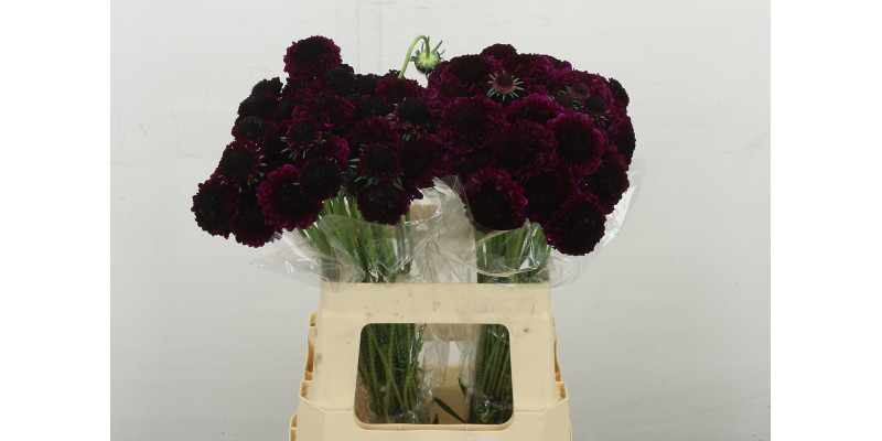Scab At Red Velvet Scoop 60 cm 
