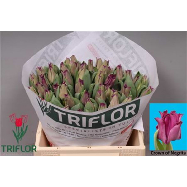 Tulips Co Crown Negrita 40 A1Purple