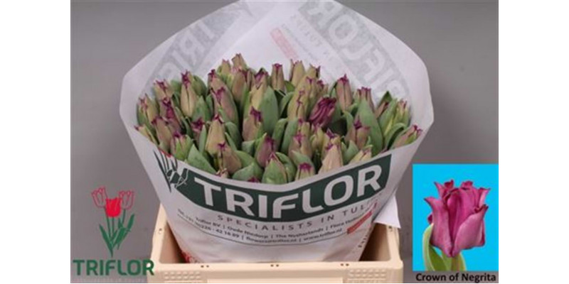 Tulips Co Crown Negrita 40 A1Purple