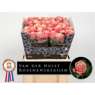 Wholesale Flowers Florist Supplies Uk