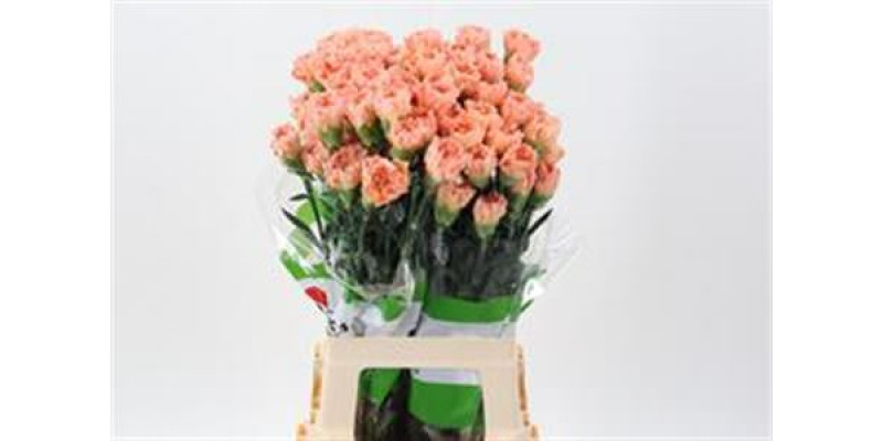 Dianthus St Goldy 70cm  Col-Peach