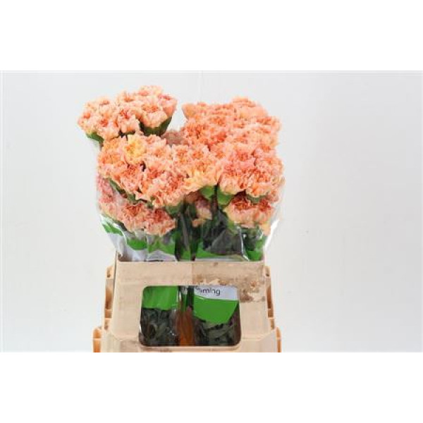 Dianthus St Goldy 60cm 60cm A1