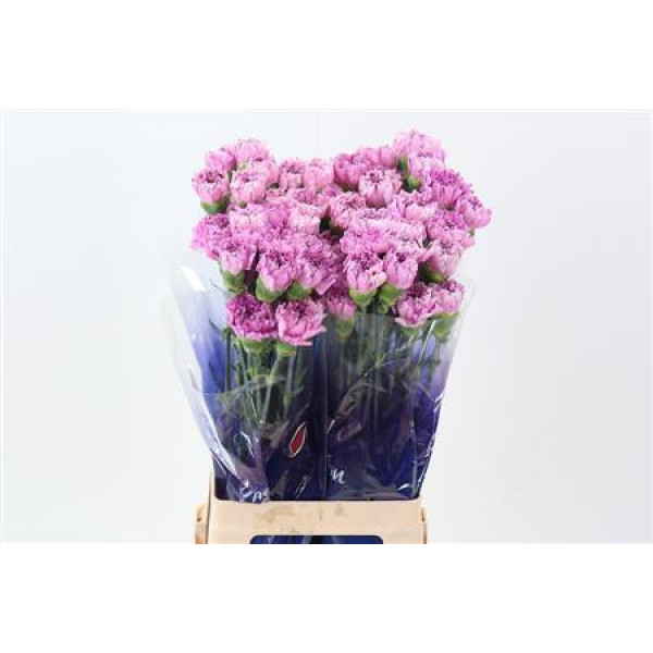 Dianthus St Yukari Scuro Hi 70cm A1