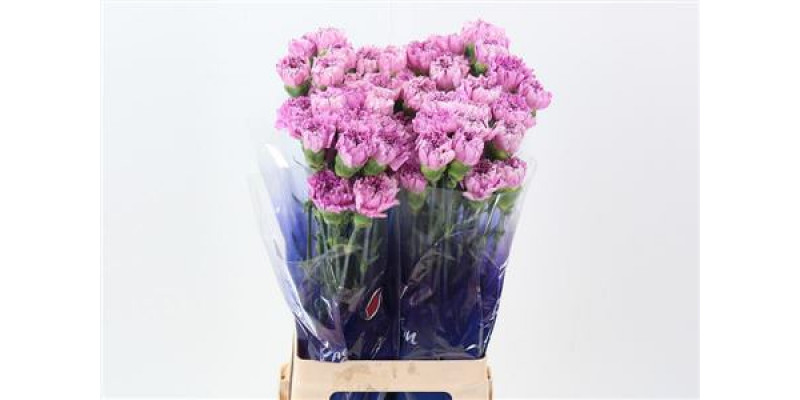 Dianthus St Yukari Scuro Hi 70cm A1