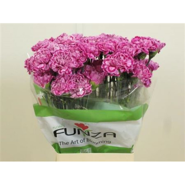 Dianthus St Fiësta 70cm A1 Col-Cerise