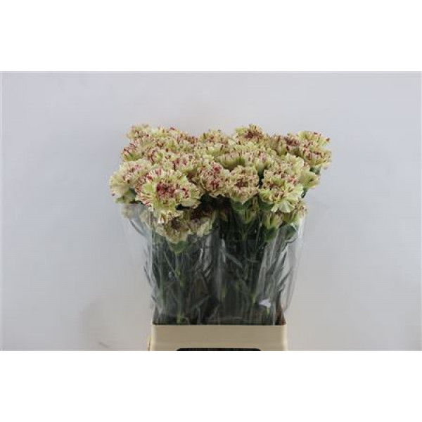 Dianthus St Paoletto 65cm A1