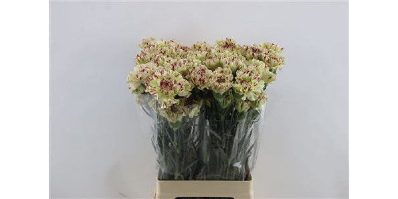 Dianthus St Paoletto 65cm A1