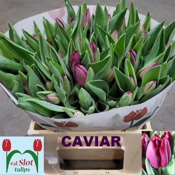 Tulips En Caviar 38 A1Purple