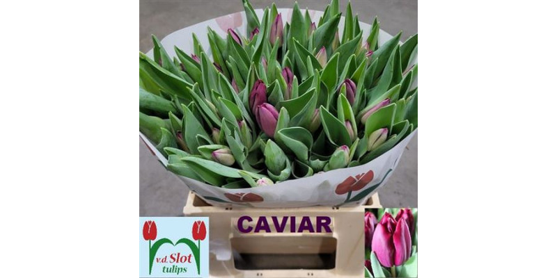 Tulips En Caviar 38 A1Purple