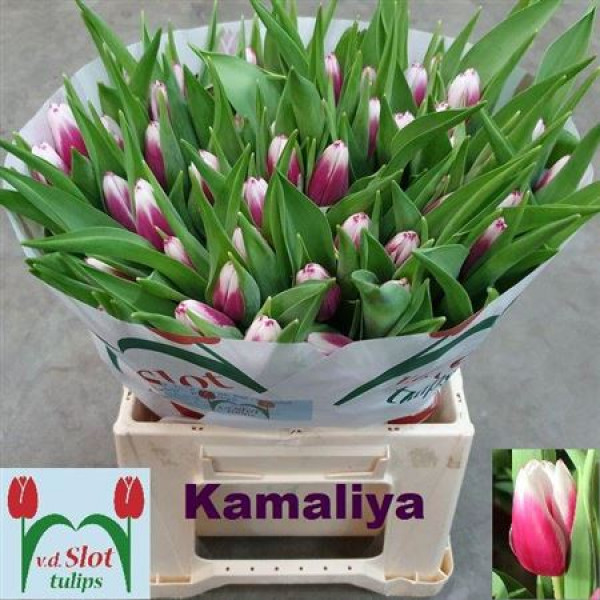 Tulips En Kamaliya 40 A1Bicolor