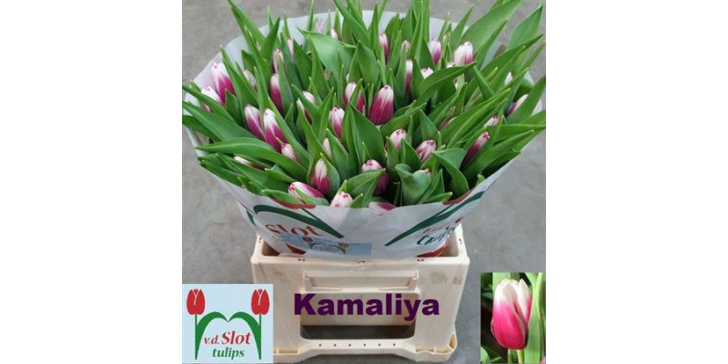 Tulips En Kamaliya 40 A1Bicolor