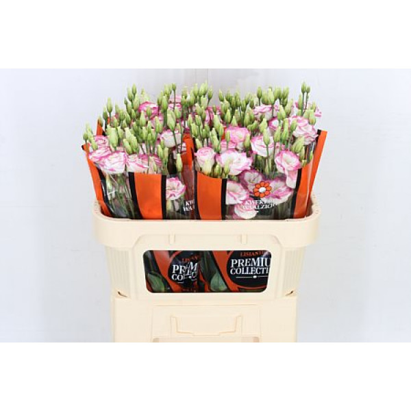 Lisianthus G Excal Hot Lips 72cm A1 Col-White Pink