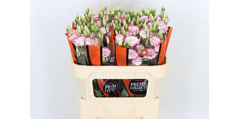 Lisianthus G Excal Hot Lips 72cm A1 Col-White Pink