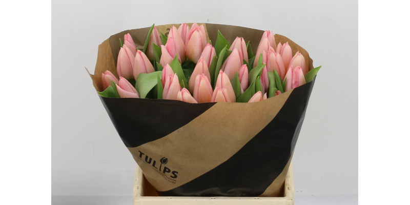 Tulips En Salmon Dessert 42cm A1 Col-Peach