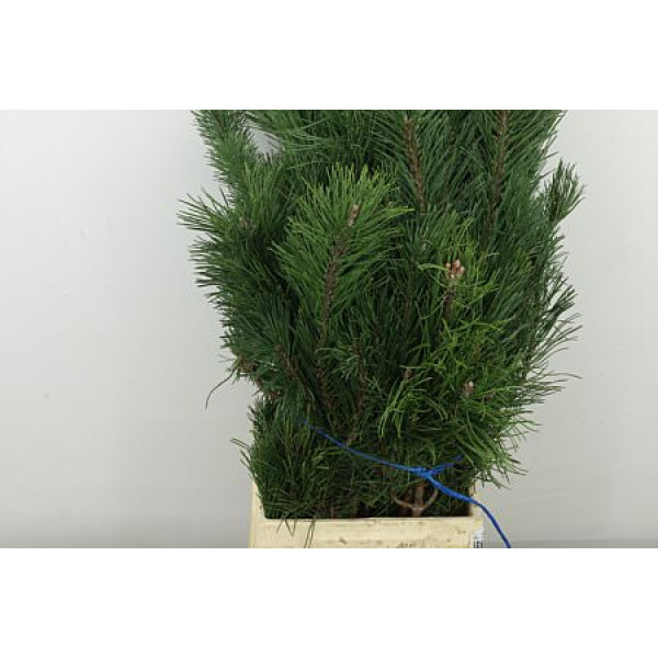 Pinus Mugo Mugo Bs 65cm A1