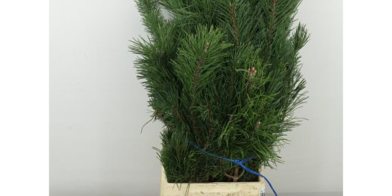 Pinus Mugo Mugo Bs 65cm A1