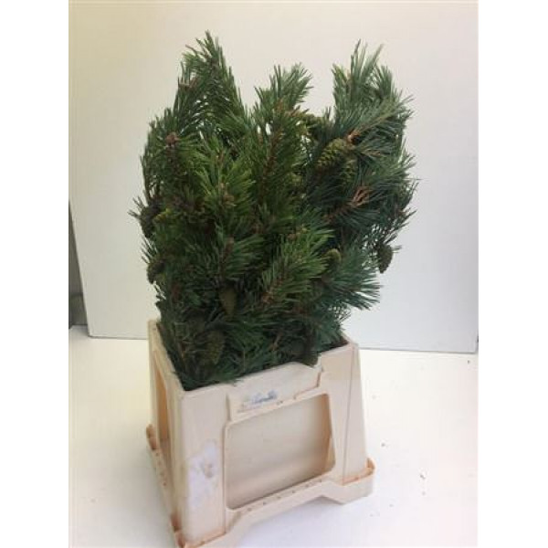 Pinus Mugo Per Bos 50cm 