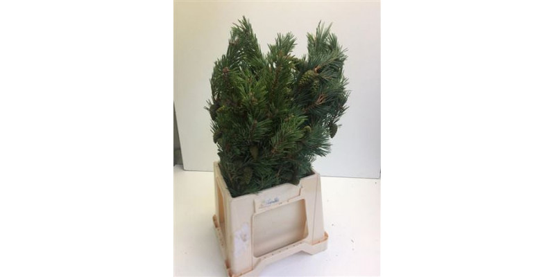 Pinus Mugo Per Bos 50cm 