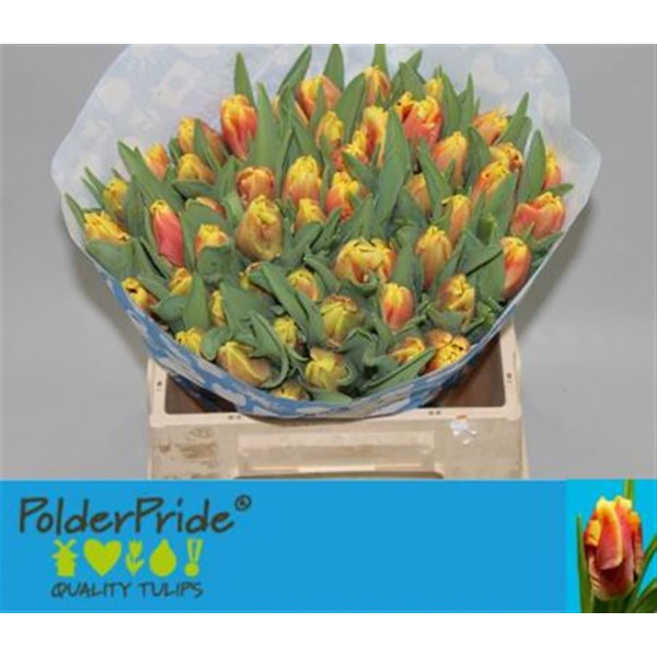 Tulips Pa Dee Jay Parrot 36cm A1 Col-Bicolor