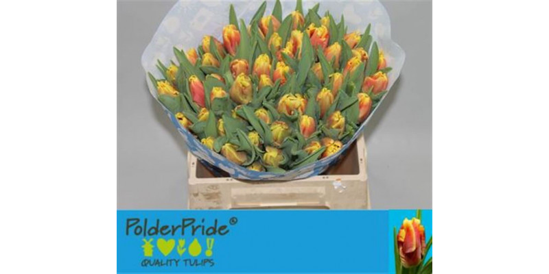 Tulips Pa Dee Jay Parrot 36cm A1 Col-Bicolor