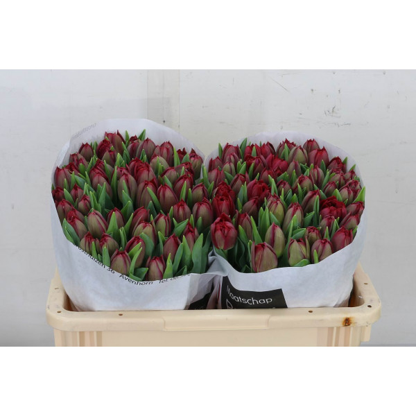 Tulips Du Presto 39cm A1 Col-Red