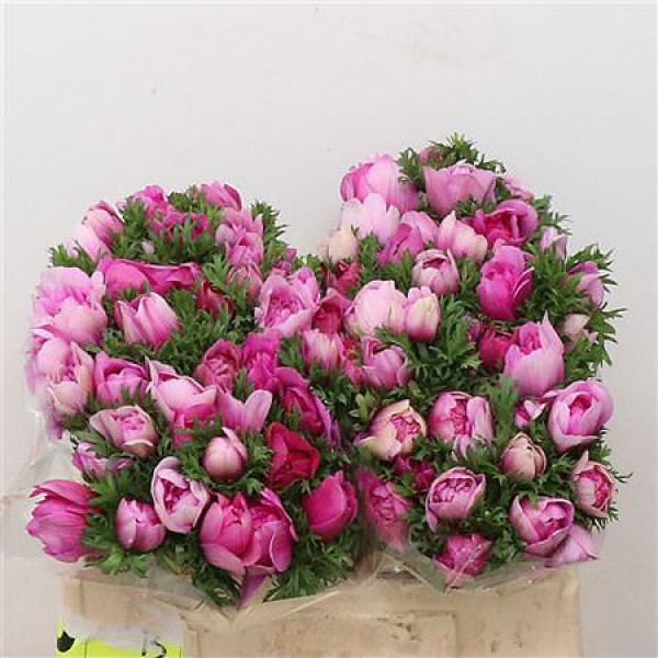 Anemones Co Fstar B Rose Super 35cm A1